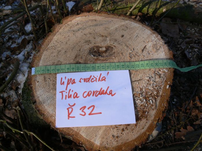 lípa srdčitá Tilia cordata, pařez 3